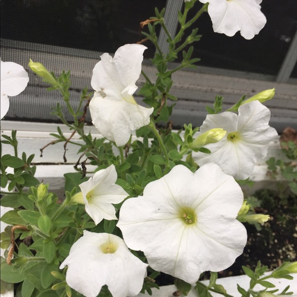 Meet your Posher, Amanda - Picture 1 of 1